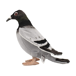 Hansa Pigeon